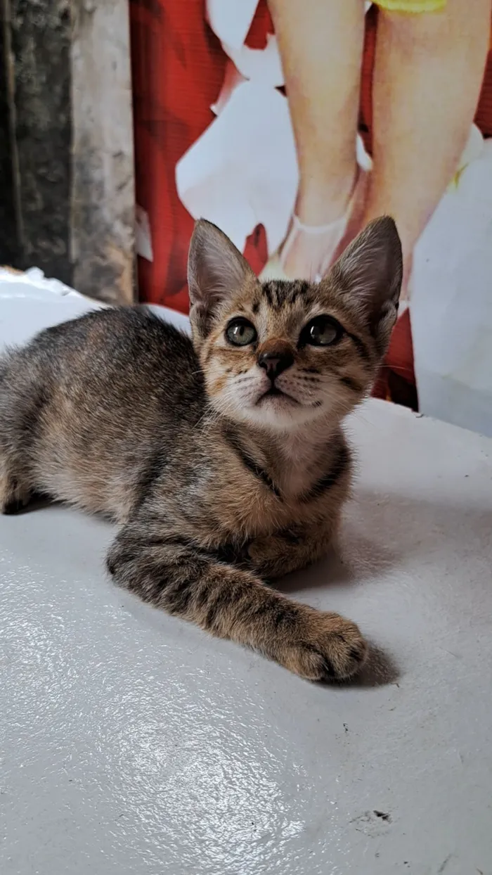 Gato raça SRD-ViraLata idade 2 a 6 meses nome Rajadinha