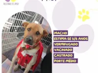 Cachorro raça SRD-ViraLata idade 5 anos nome Thor