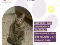 Gato raça SRD-ViraLata idade 1 ano nome Rubi