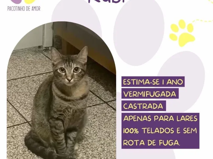 Gato raça SRD-ViraLata idade 1 ano nome Rubi