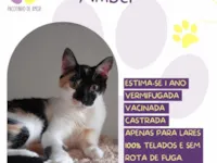 Gato raça SRD-ViraLata idade 1 ano nome Amber 