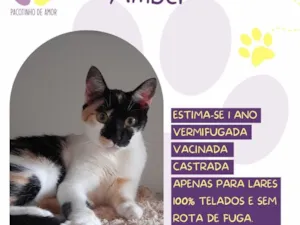 Gato raça SRD-ViraLata idade 1 ano nome Amber 