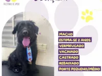 Cachorro raça SRD-ViraLata idade 2 anos nome Joaquim 