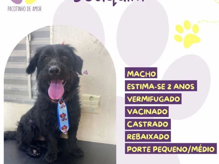 Cachorro raça SRD-ViraLata idade 2 anos nome Joaquim 