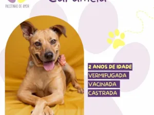 Cachorro raça SRD-ViraLata idade 2 anos nome Caramelo 