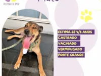 Cachorro raça SRD-ViraLata idade 4 anos nome Pluto