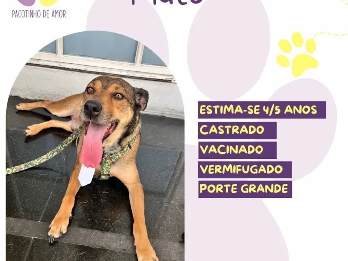Cachorro raça SRD-ViraLata idade 4 anos nome Pluto
