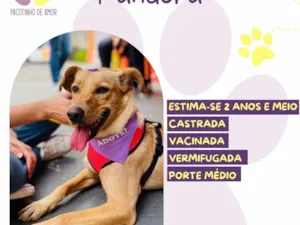 Cachorro raça SRD-ViraLata idade 2 anos nome Pandoraa 