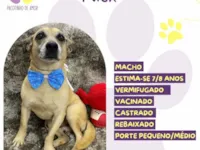 Cachorro raça SRD-ViraLata idade 6 ou mais anos nome Nick 
