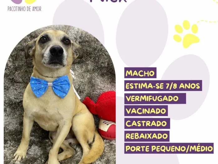 Cachorro raça SRD-ViraLata idade 6 ou mais anos nome Nick 