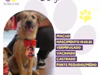 Cachorro raça SRD-ViraLata idade 7 a 11 meses nome Benji 