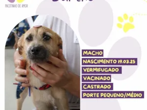 Cachorro raça SRD-ViraLata idade 7 a 11 meses nome Bartho