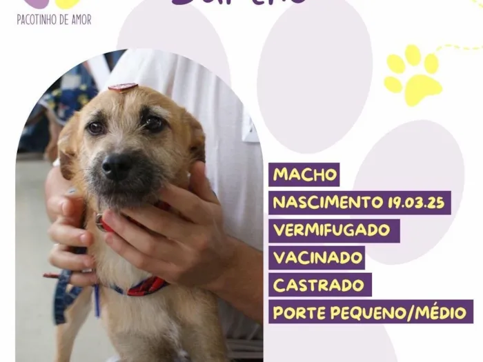 Cachorro raça SRD-ViraLata idade 7 a 11 meses nome Bartho