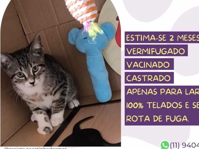Gato raça SRD-ViraLata idade 2 a 6 meses nome Spooky