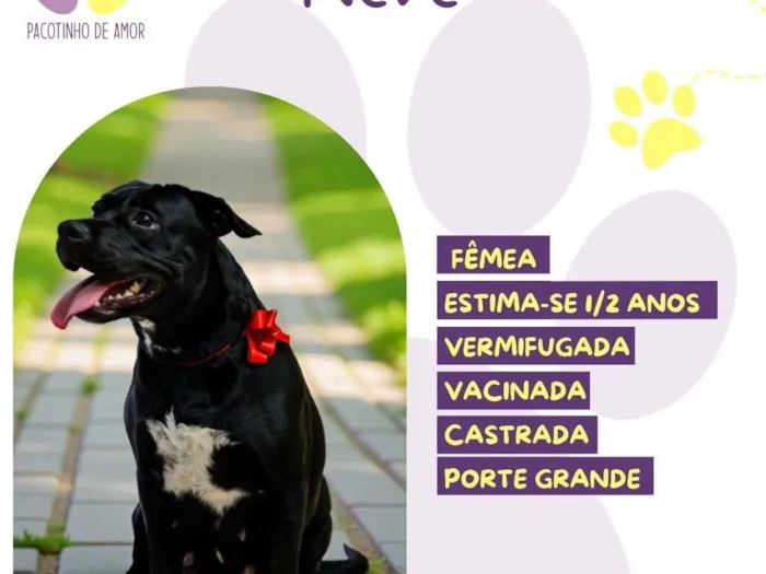 Cachorro raça SRD-ViraLata idade 1 ano nome Neve 