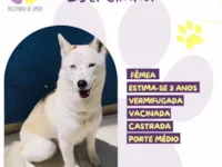 Cachorro raça SRD-ViraLata idade 3 anos nome Estrelinha 