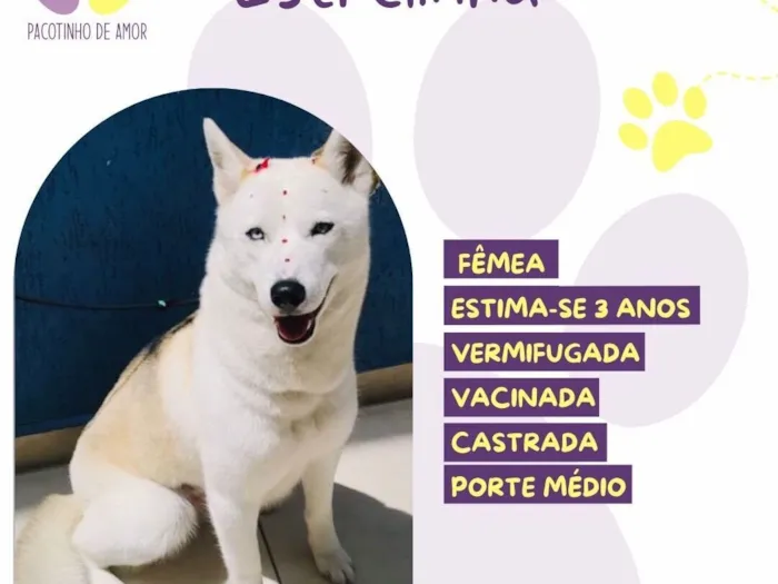 Cachorro raça SRD-ViraLata idade 3 anos nome Estrelinha 