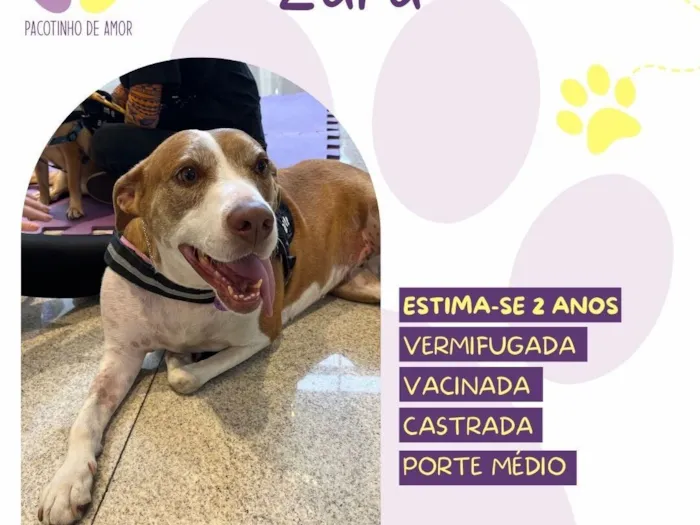 Cachorro raça SRD-ViraLata idade 2 anos nome Zara 