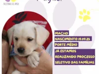 Cachorro raça SRD-ViraLata idade 2 a 6 meses nome Miguel 
