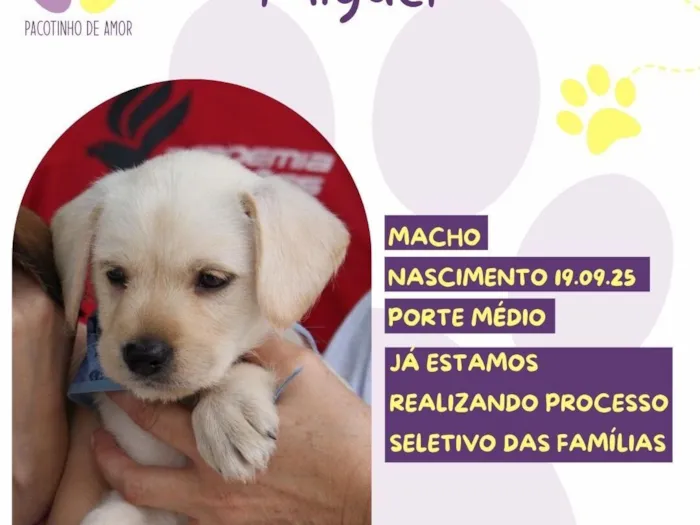 Cachorro raça SRD-ViraLata idade 2 a 6 meses nome Miguel 