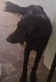 Cachorro raça SRD-ViraLata idade 2 anos nome MEIA-NOITE