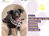 Cachorro raça SRD-ViraLata idade 1 ano nome Lupi