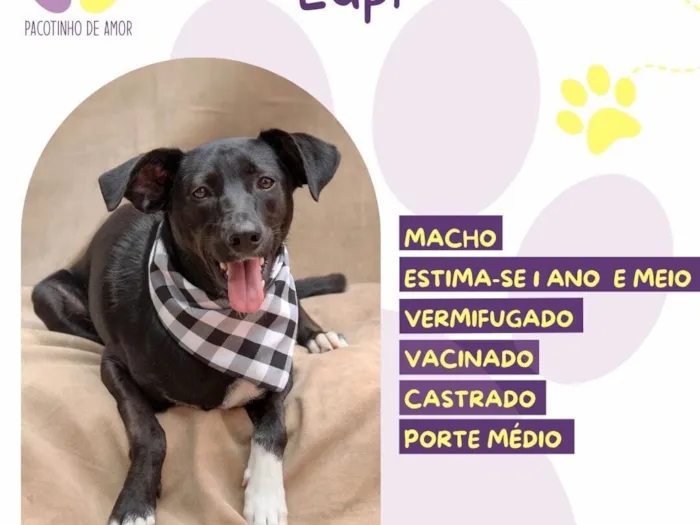 Cachorro raça SRD-ViraLata idade 1 ano nome Lupi
