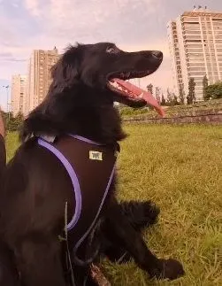 Cachorro raça SRD-ViraLata idade 2 anos nome MEIA-NOITE