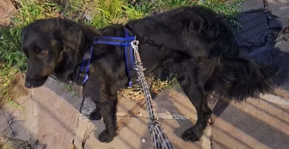 Cachorro raça SRD-ViraLata idade 2 anos nome MEIA-NOITE