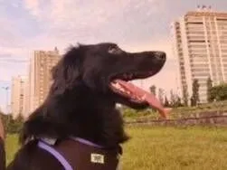 Cachorro raça SRD-ViraLata idade 2 anos nome MEIA-NOITE