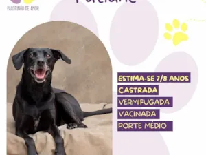 Cachorro raça SRD-ViraLata idade 6 ou mais anos nome Tatiane