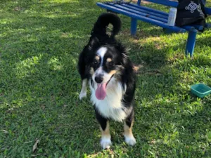 Cachorro raça SRD-ViraLata idade 1 ano nome Mike 