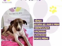 Cachorro raça SRD-ViraLata idade 1 ano nome Ártemis 