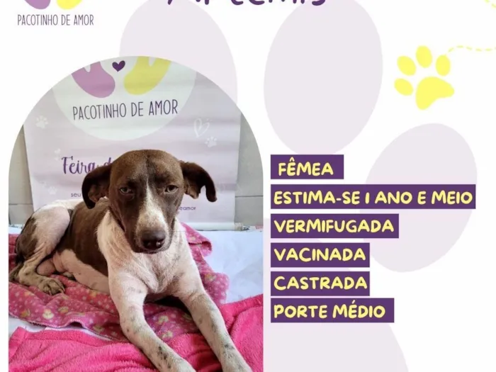 Cachorro raça SRD-ViraLata idade 1 ano nome Ártemis 