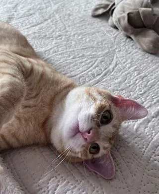 Gato raça SRD-ViraLata idade 2 a 6 meses nome ARTHUR