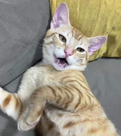 Gato raça SRD-ViraLata idade 2 a 6 meses nome ARTHUR