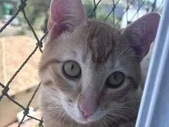 Gato raça SRD-ViraLata idade 2 a 6 meses nome ARTHUR