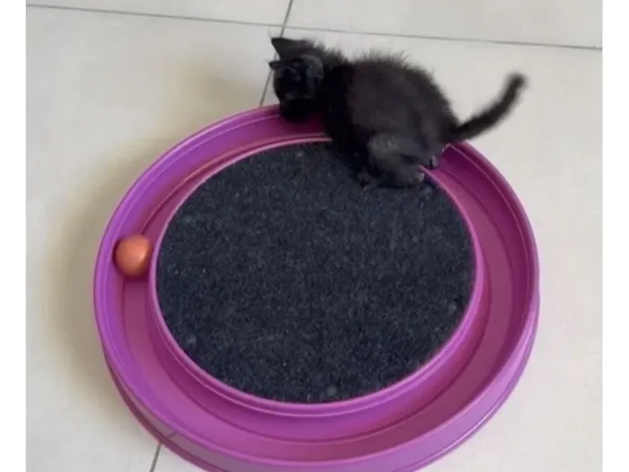 Gato raça SRD-ViraLata idade Abaixo de 2 meses nome Dark