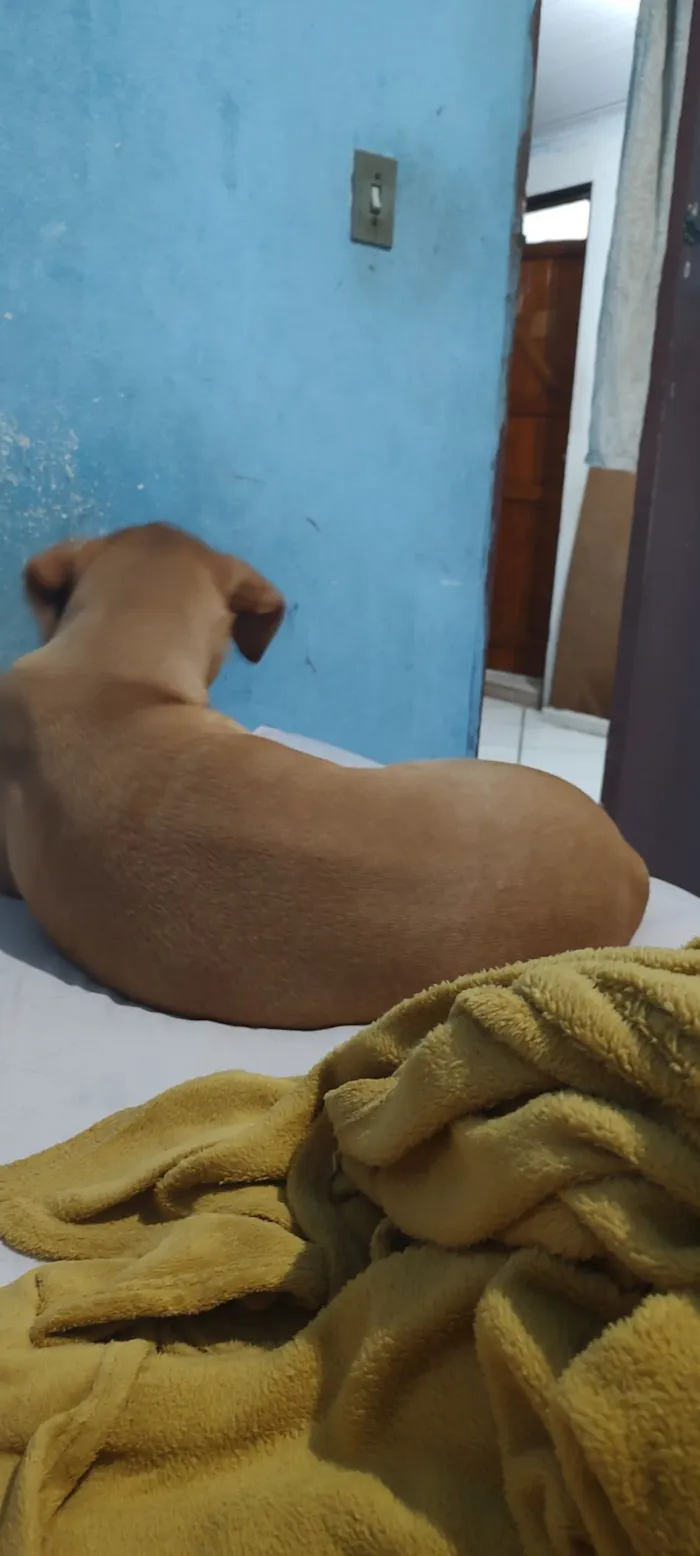Cachorro raça Fila idade 3 anos nome Bodi