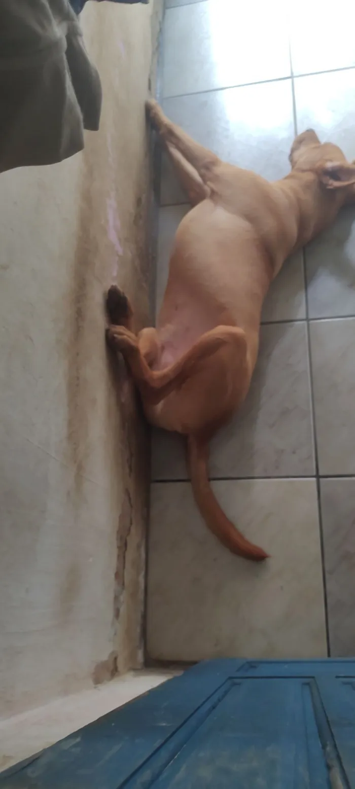 Cachorro raça Fila idade 3 anos nome Bodi