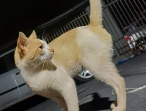 Gato raça SRD-ViraLata idade 2 anos nome Strogonoff 
