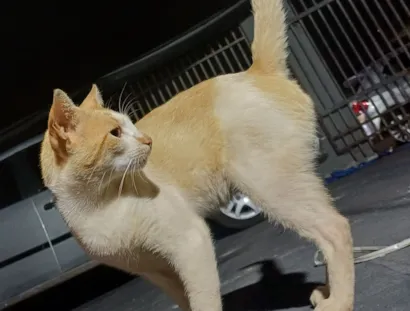 Gato raça SRD-ViraLata idade 2 anos nome Strogonoff 
