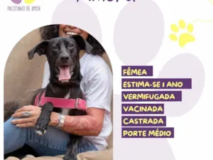 Cachorro raça SRD-ViraLata idade 1 ano nome Amora 