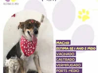 Cachorro raça SRD-ViraLata idade 1 ano nome Kim