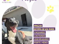 Cachorro raça SRD-ViraLata idade 5 anos nome Negão