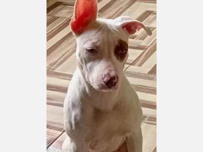Cachorro raça Pit-Bull idade 1 ano nome Rita