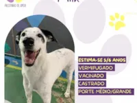 Cachorro raça SRD-ViraLata idade 5 anos nome Milk