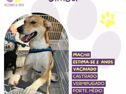 Cachorro raça SRD-ViraLata idade 2 anos nome Simba 