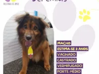 Cachorro raça SRD-ViraLata idade 3 anos nome Jeremias 