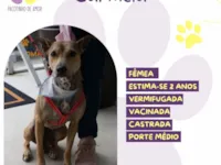 Cachorro raça SRD-ViraLata idade 2 anos nome Caramelaa 